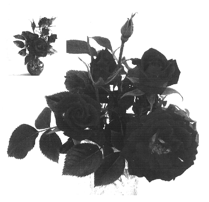Figure 1 of US plant patent PP16483, the photograph of BENfebu printed in the patent.