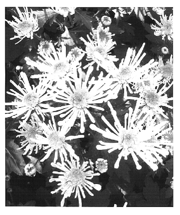Figure 1 of US plant patent PP16484, the photograph of High Five Sunny printed in the patent.