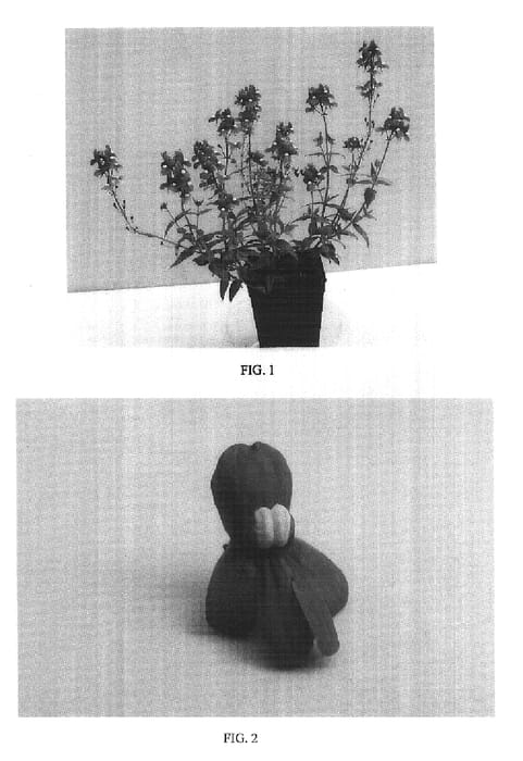Figure 1 of US plant patent PP16485, the photograph of Balaroyal printed in the patent.