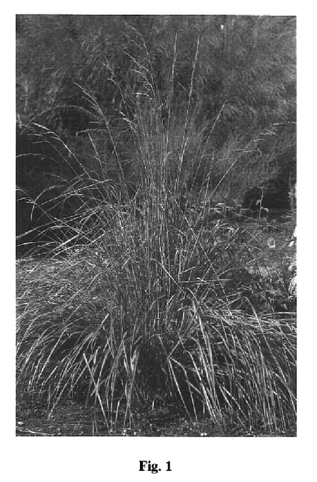 Figure 1 of US plant patent PP16486, the photograph of Eldorado printed in the patent.