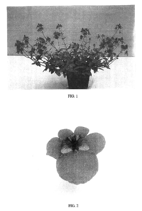 Figure 1 of US plant patent PP16487, the photograph of Balwhisdarco printed in the patent.