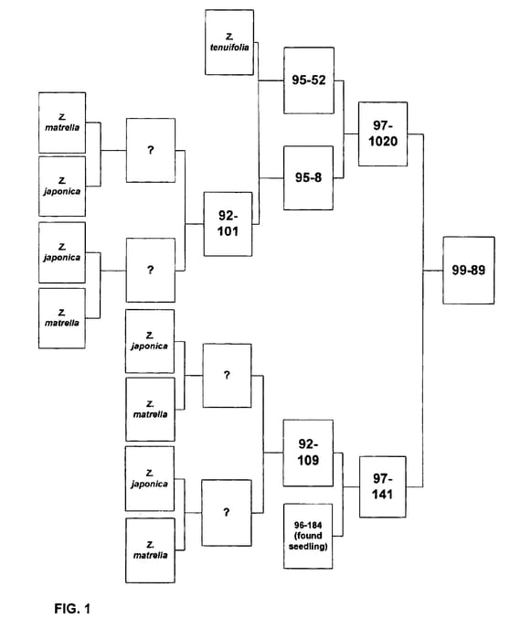 Figure 1 of US plant patent PP16488, the photograph of Z-89 printed in the patent.