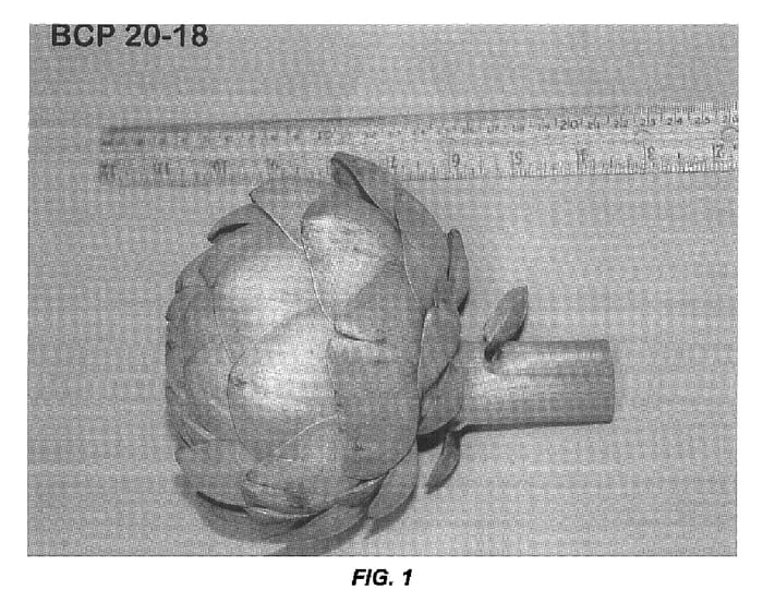 Figure 1 of US plant patent PP16489, the photograph of BCP 20-18 printed in the patent.