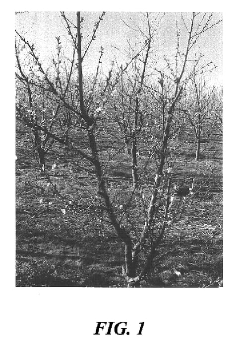 Figure 1 of US plant patent PP16490, the photograph of S 6817 printed in the patent.