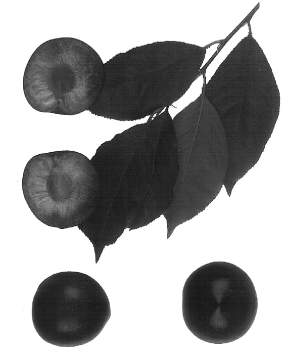 Figure 1 of US plant patent PP16491, the photograph of Flavor Rouge printed in the patent.