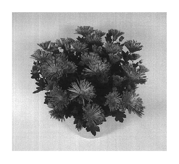 Figure 1 of US plant patent PP16492, the photograph of Grace Time Pearl Improved printed in the patent.