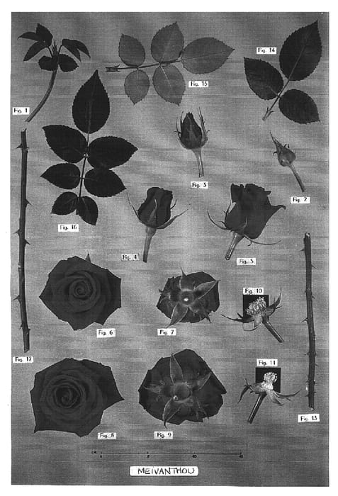 Figure 1 of US plant patent PP16493, the photograph of Meivanthou printed in the patent.