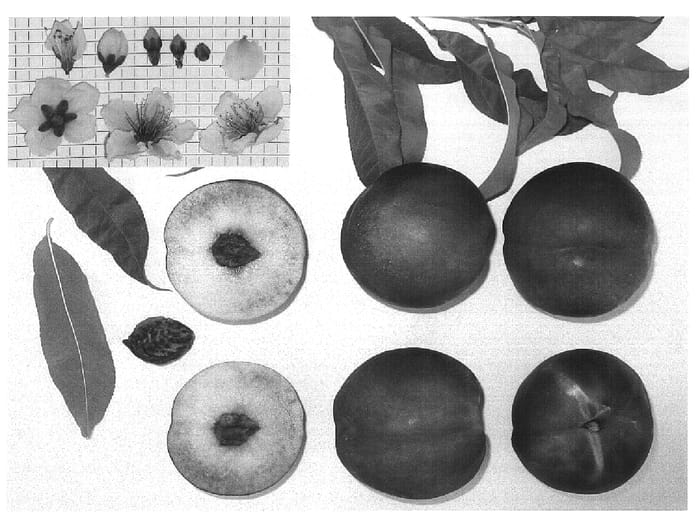 Figure 1 of US plant patent PP16494, the photograph of Grand Bright printed in the patent.