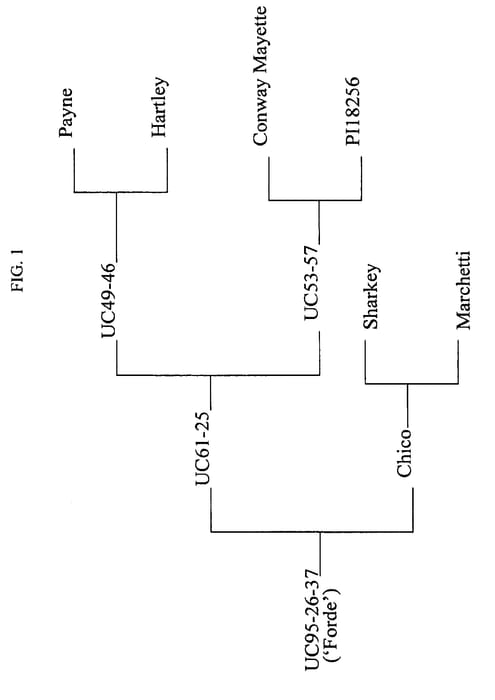 Figure 1 of US plant patent PP16495, the photograph of Forde printed in the patent.