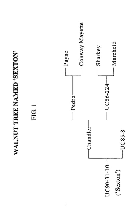 Figure 1 of US plant patent PP16496, the photograph of Sexton printed in the patent.
