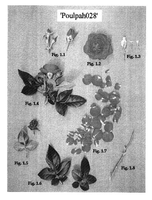 Figure 1 of US plant patent PP16497, the photograph of Poulpah028 printed in the patent.