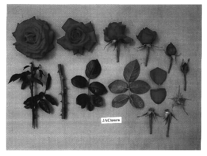 Figure 1 of US plant patent PP16498, the photograph of Jactourn printed in the patent.