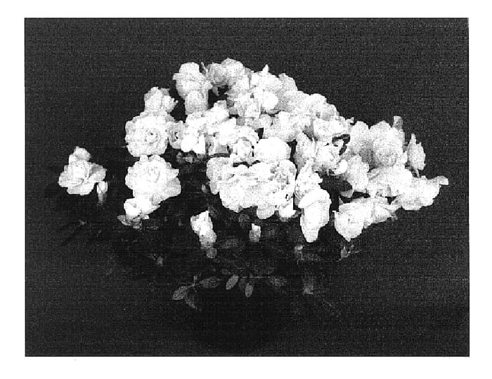 Figure 1 of US plant patent PP16499, the photograph of YBAZ1812 printed in the patent.
