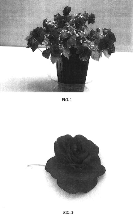 Figure 1 of US plant patent PP16500, the photograph of Balolepurp printed in the patent.