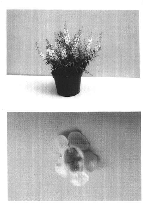 Figure 1 of US plant patent PP16501, the photograph of Balangwitim printed in the patent.