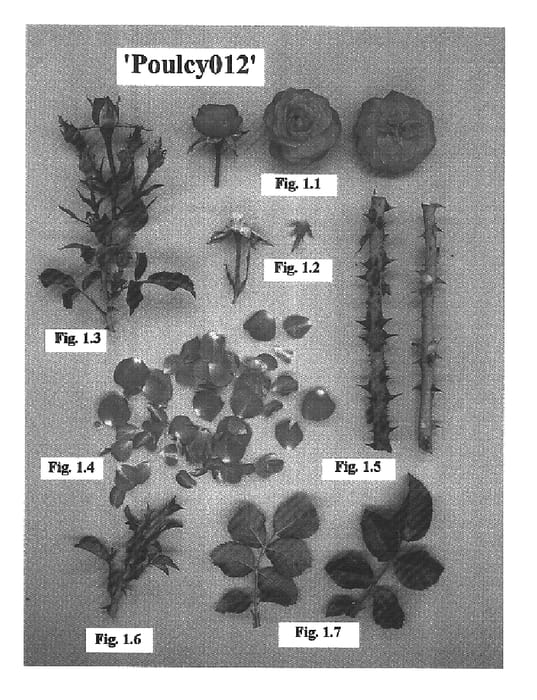 Figure 1 of US plant patent PP16502, the photograph of Poulcy012 printed in the patent.
