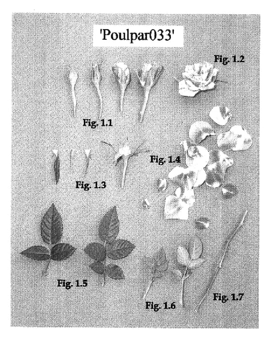 Figure 1 of US plant patent PP16503, the photograph of Poulpar033 printed in the patent.