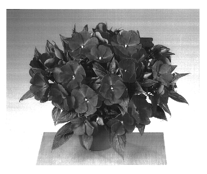 Figure 1 of US plant patent PP16504, the photograph of Fisupnic Hotpink printed in the patent.