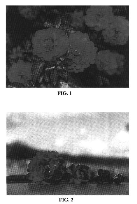 Figure 1 of US plant patent PP16505, the photograph of BAIngo printed in the patent.
