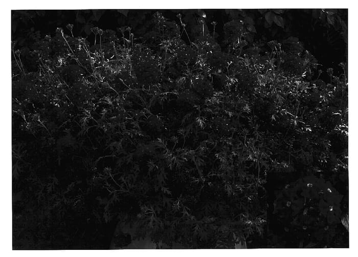 Figure 1 of US plant patent PP16506, the photograph of Rap Reeda printed in the patent.
