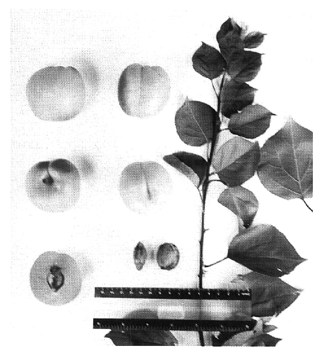 Figure 1 of US plant patent PP16507, the photograph of Suaprinine printed in the patent.