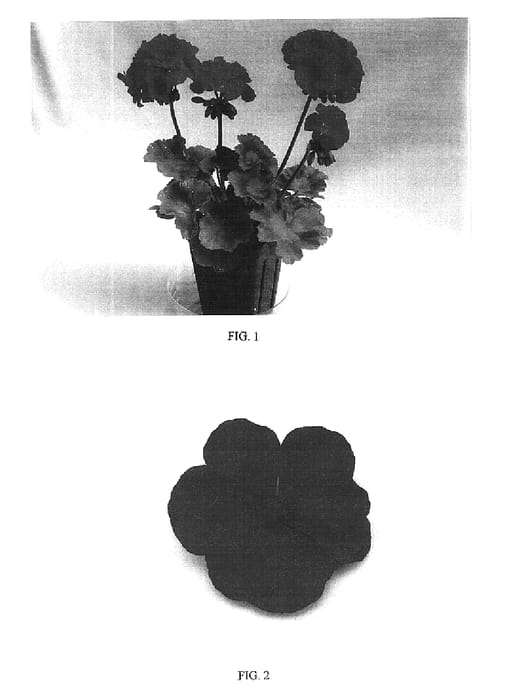 Figure 1 of US plant patent PP16508, the photograph of Baldescarim printed in the patent.