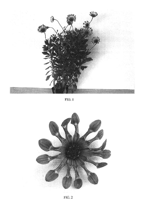 Figure 1 of US plant patent PP16509, the photograph of Balserlabli printed in the patent.