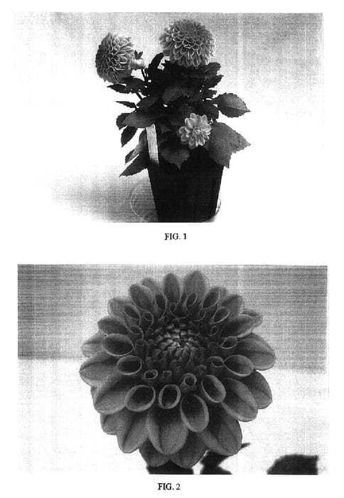 Figure 1 of US plant patent PP16510, the photograph of Baldelstrem printed in the patent.