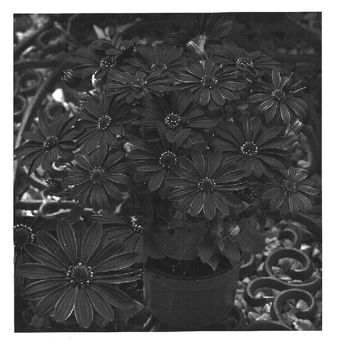 Figure 1 of US plant patent PP16511, the photograph of Oste Deeppur printed in the patent.