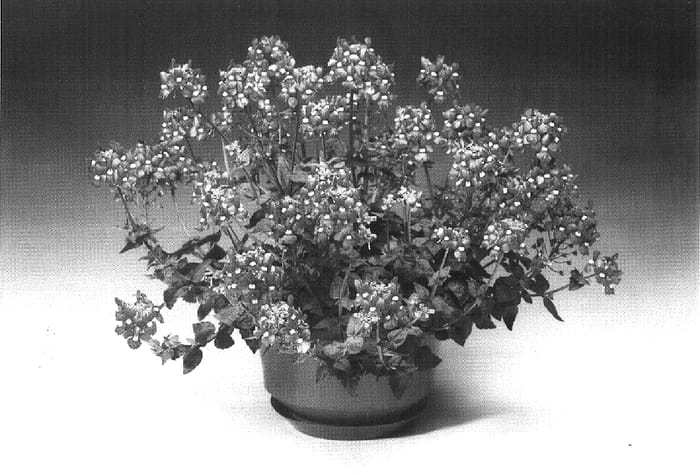 Figure 1 of US plant patent PP16512, the photograph of Nemhabar printed in the patent.