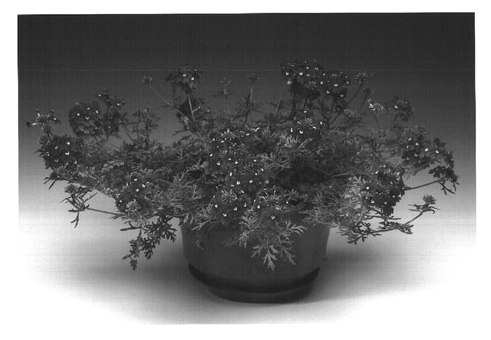 Figure 1 of US plant patent PP16513, the photograph of Liliena printed in the patent.