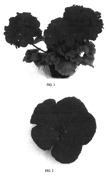 Figure 1 of US plant patent PP16514, the photograph of Balfanimcar printed in the patent.