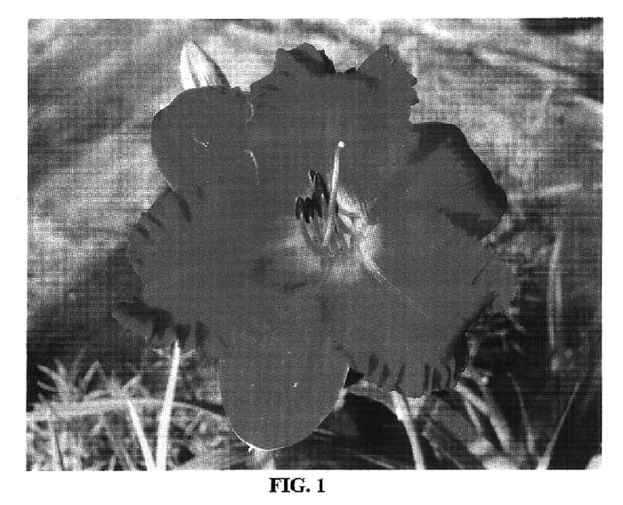 Figure 1 of US plant patent PP16515, the photograph of Endless Heart printed in the patent.