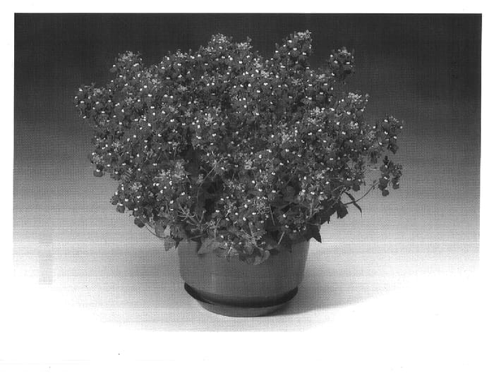 Figure 1 of US plant patent PP16516, the photograph of Nemhrpur printed in the patent.