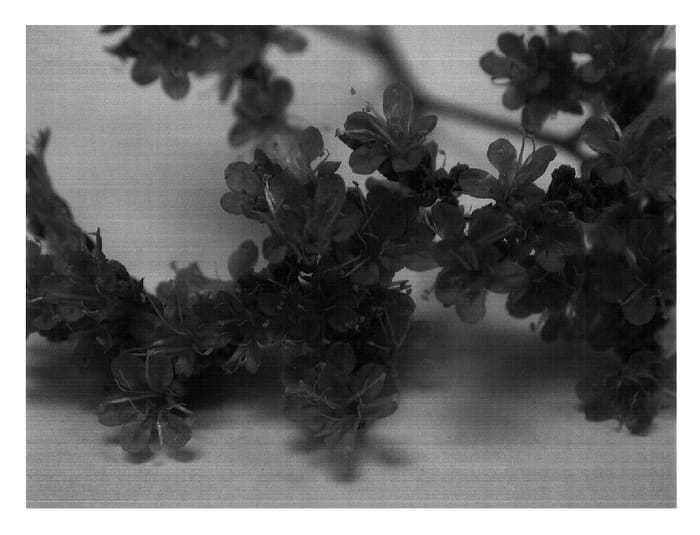 Figure 1 of US plant patent PP16517, the photograph of Danlisablue printed in the patent.