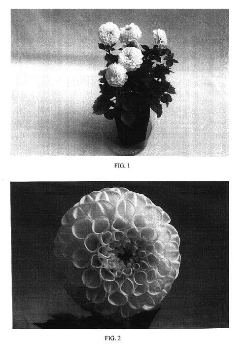 Figure 1 of US plant patent PP16518, the photograph of Baldelmalo printed in the patent.