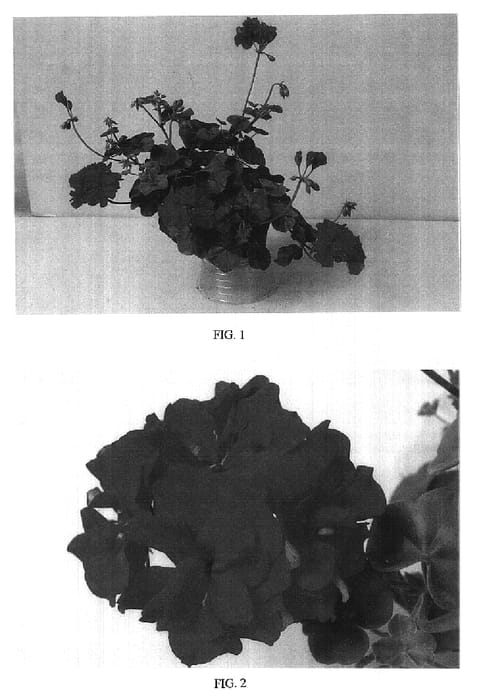 Figure 1 of US plant patent PP16519, the photograph of Balcolvio printed in the patent.