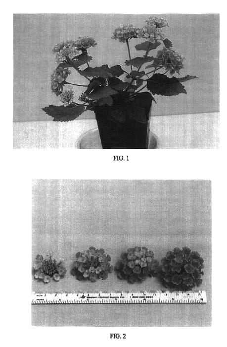 Figure 1 of US plant patent PP16520, the photograph of Balucpea printed in the patent.