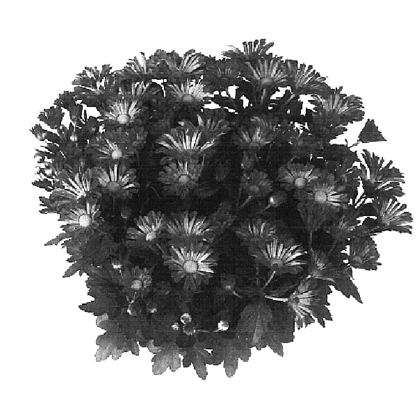 Figure 1 of US plant patent PP16521, the photograph of Grace Time Salmon Improved printed in the patent.