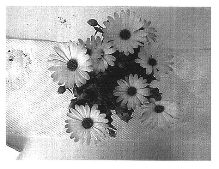 Figure 1 of US plant patent PP16522, the photograph of Sunny Amanda printed in the patent.