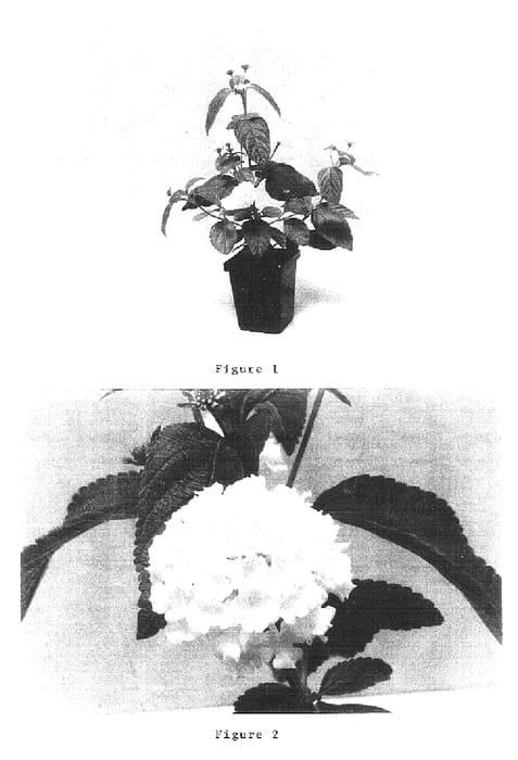 Figure 1 of US plant patent PP16523, the photograph of Balucwhit printed in the patent.