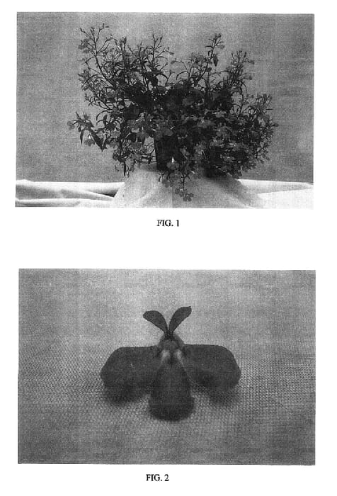 Figure 1 of US plant patent PP16524, the photograph of Balobwablu printed in the patent.