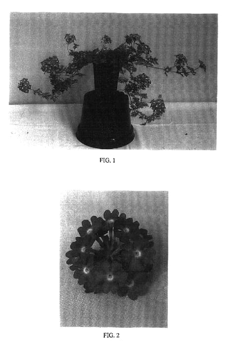 Figure 1 of US plant patent PP16525, the photograph of Balazmapurp printed in the patent.