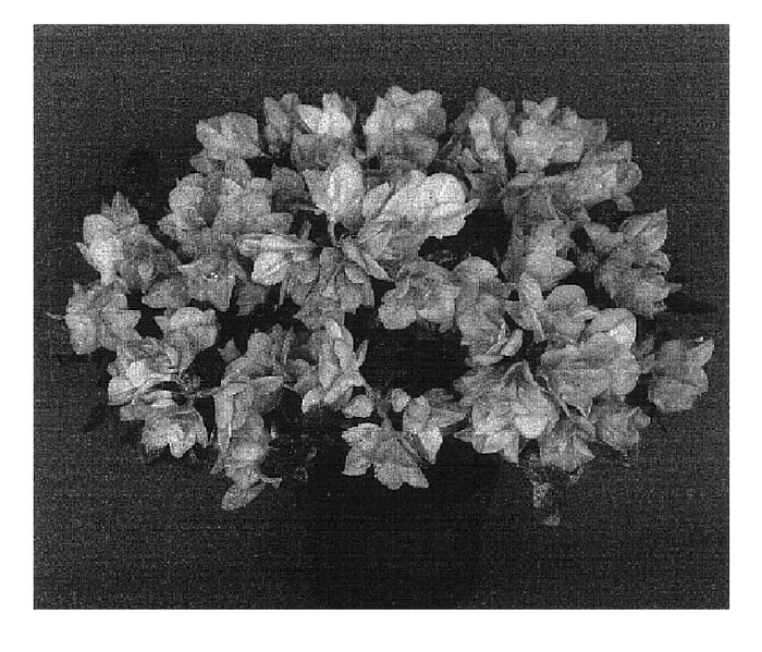 Figure 1 of US plant patent PP16526, the photograph of Bittersweet printed in the patent.
