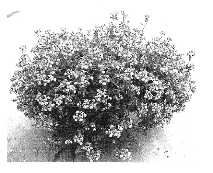 Figure 1 of US plant patent PP16527, the photograph of Sumnem 03 printed in the patent.
