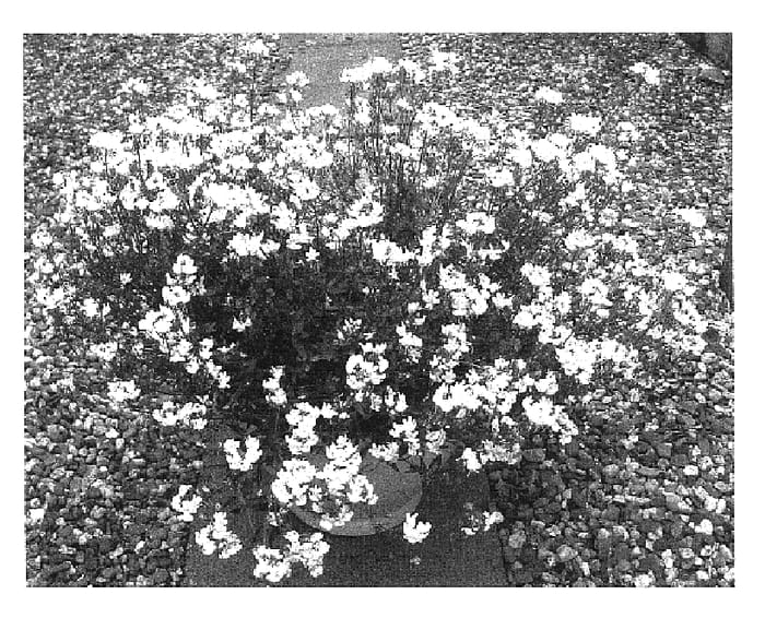 Figure 1 of US plant patent PP16528, the photograph of Sumnem 04 printed in the patent.
