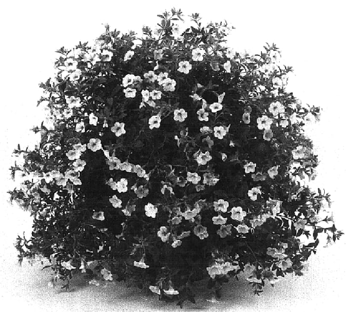 Figure 1 of US plant patent PP16529, the photograph of 01C-J-6 printed in the patent.