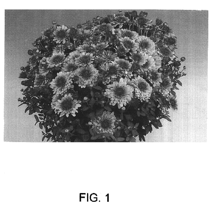 Figure 1 of US plant patent PP16530, the photograph of Calisto printed in the patent.