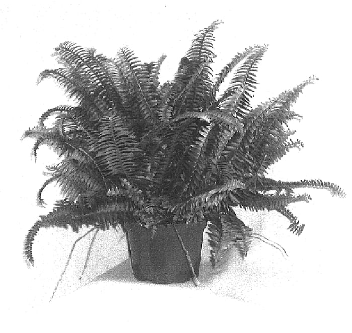 Figure 1 of US plant patent PP16531, the photograph of Sunjest printed in the patent.