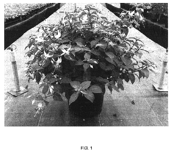 Figure 1 of US plant patent PP16532, the photograph of Rose Quartet printed in the patent.